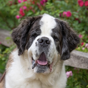 Fundraising Page: Michele Kimmet